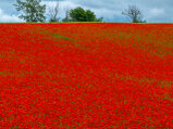 Dekoration Uckermark Mohnfeld